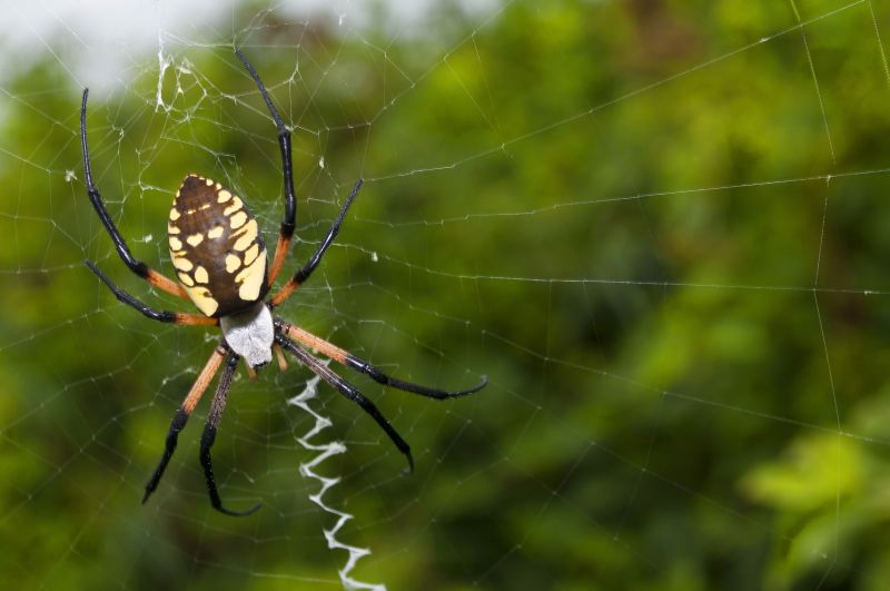 Spider Fumigation Service in Franklin, TN
