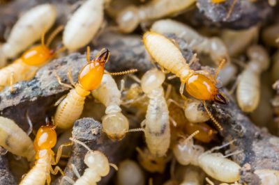 Termite Inspection Service in Katy, TX