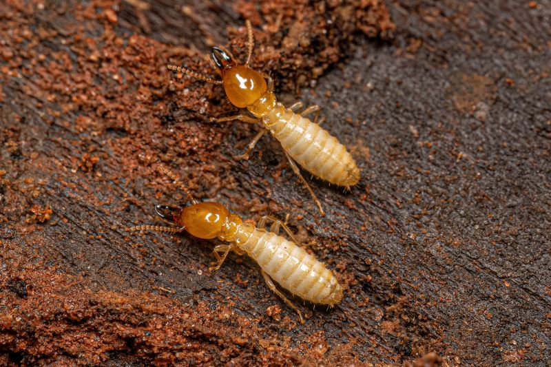 Termite Prevention in Katy, TX