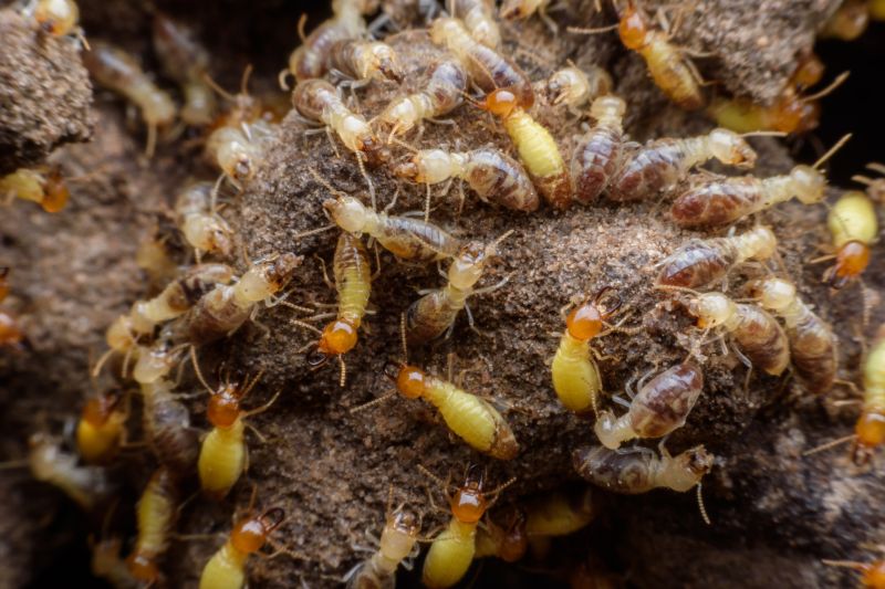 Termite Service in Katy, TX