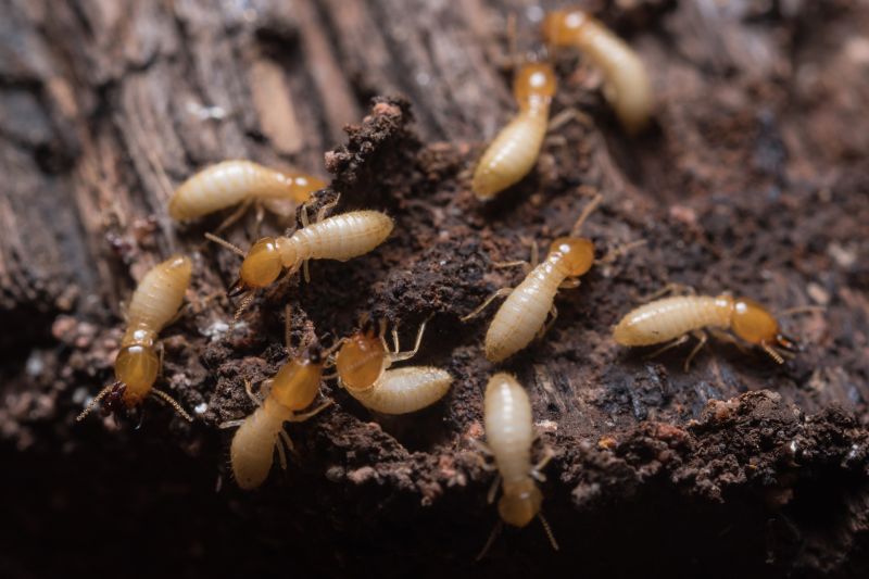 Termite Treatment Service in Frisco, TX
