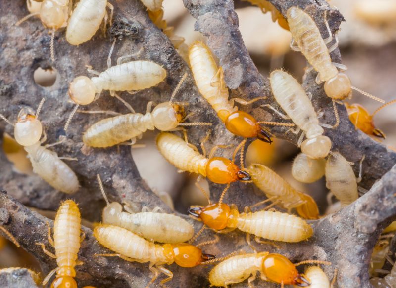 Termites Extermination in Katy, TX