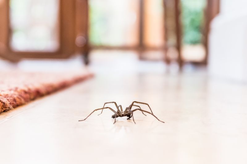 Trapdoor Spider Extermination in Mckinney, TX