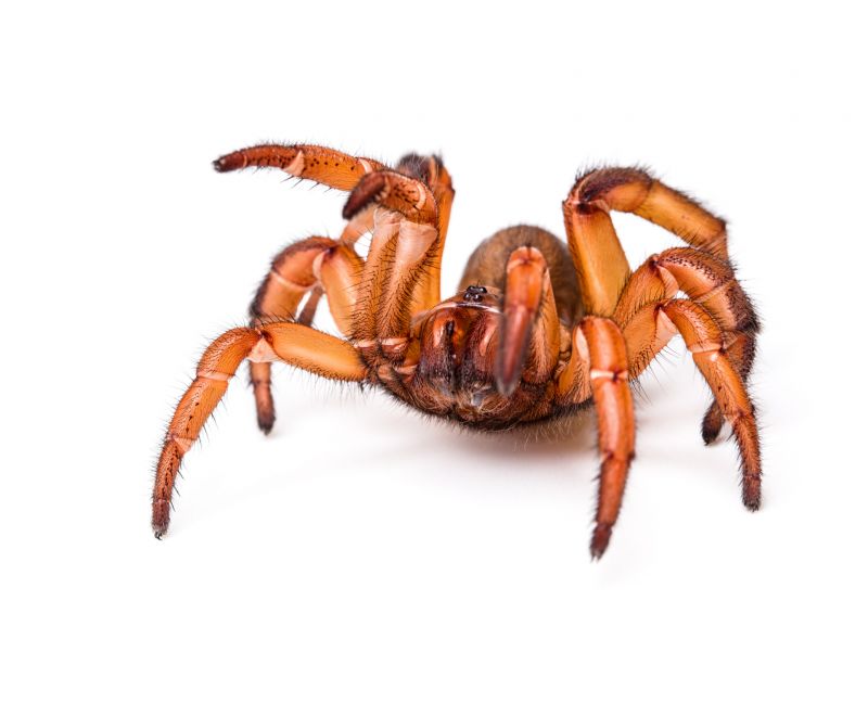 Trapdoor Spider Extermination in Katy, TX