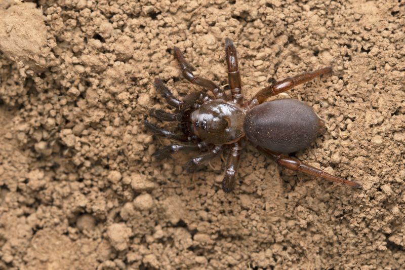 Trapdoor Spider Extermination in Fort Worth, TX
