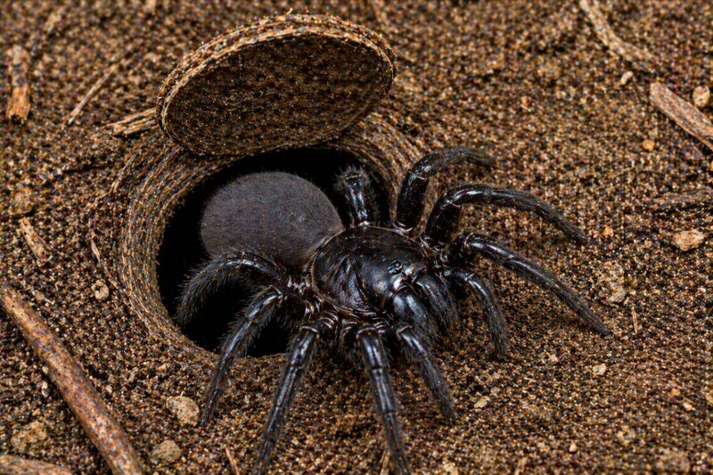 Trapdoor Spider Extermination in New Braunfels, TX