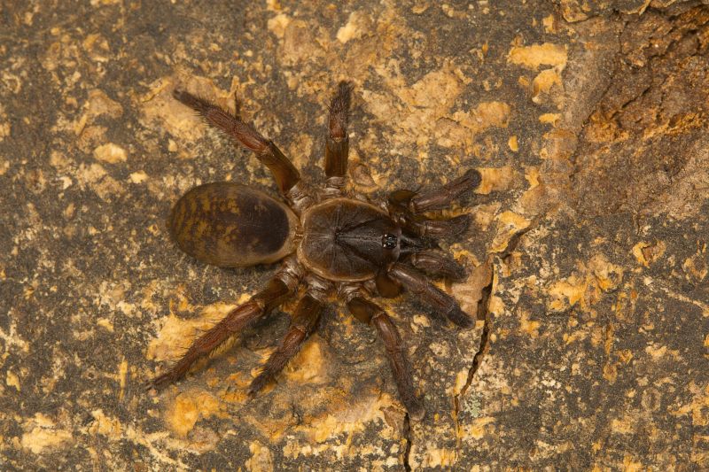 Trapdoor Spider Extermination in New Braunfels, TX