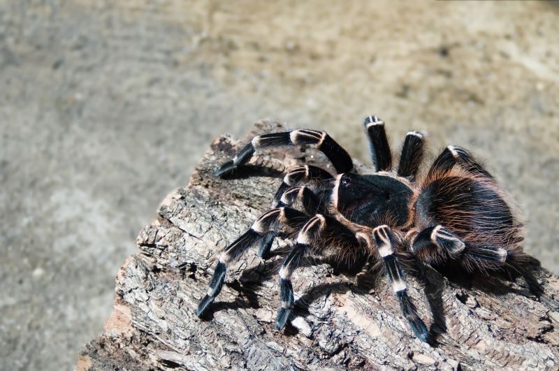 Trapdoor Spider Removal in Mckinney, TX