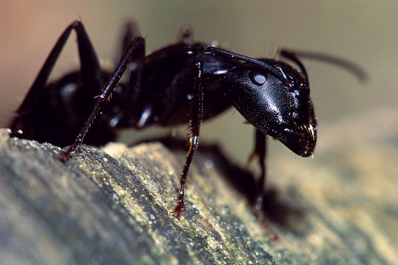 Velvet Ant Extermination in Denton, TX