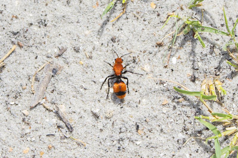 Velvet Ant Extermination in Fort Worth, TX