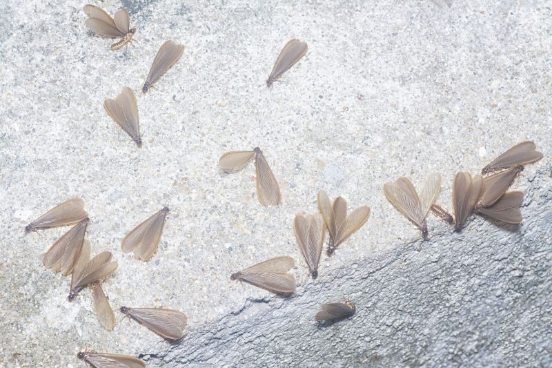 Winged Termite Extermination in Katy, TX