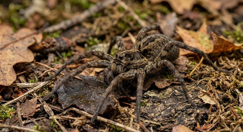 Wolf Spider Removal in Frisco, TX