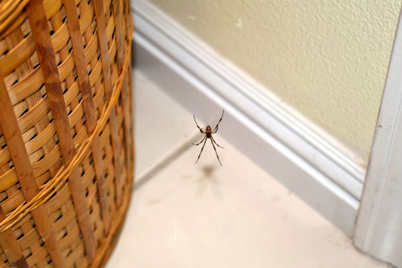 Wolf Spider Removal in Mckinney, TX