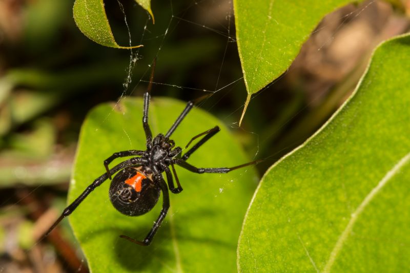 Wolf Spider Removal in Fort Worth, TX