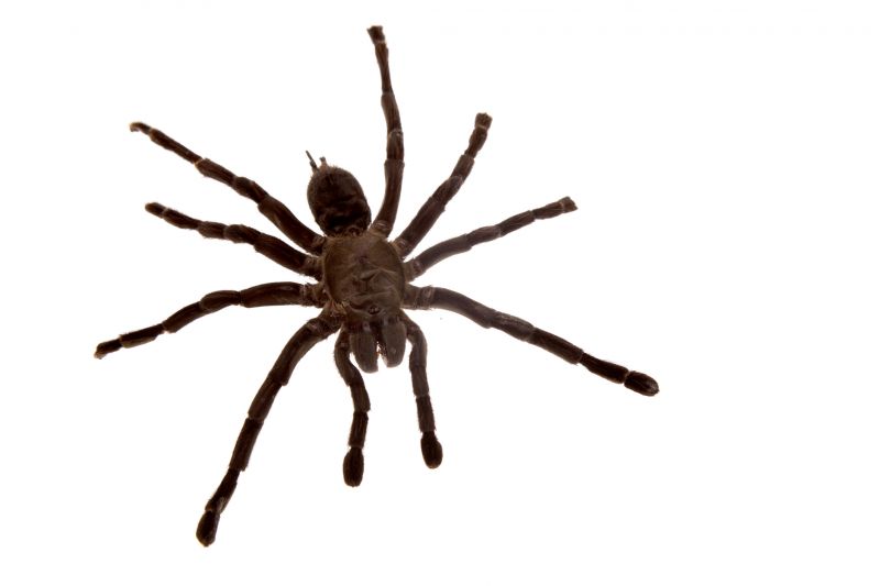 Wolf Spider Removal in Fort Worth, TX